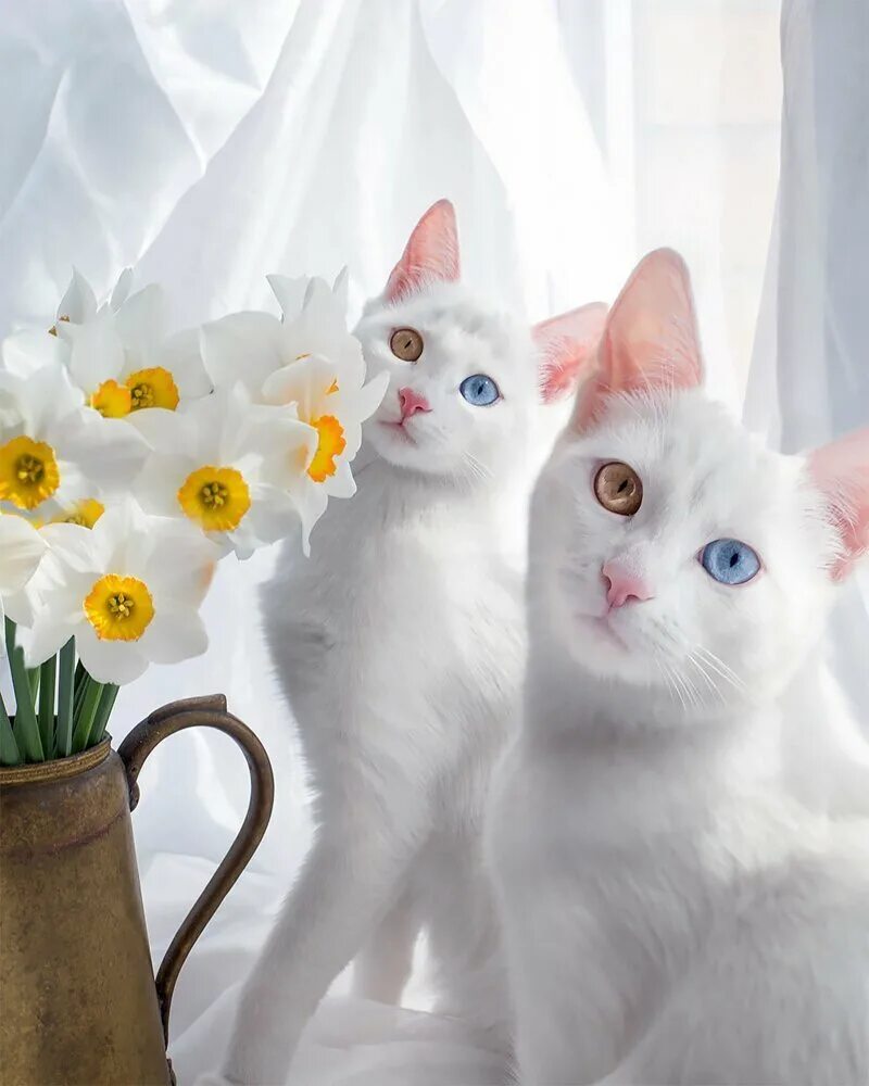 Очень красивые кошки картинки. Кошки близняшки Айрис и Эбис. Као-мани кошка. Красивые котики. Кошка белая.