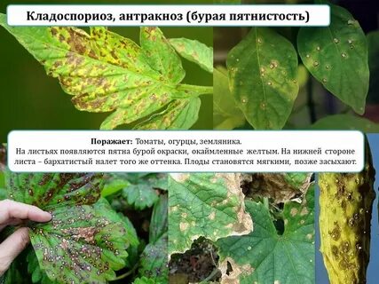 Антракноз лечение препараты