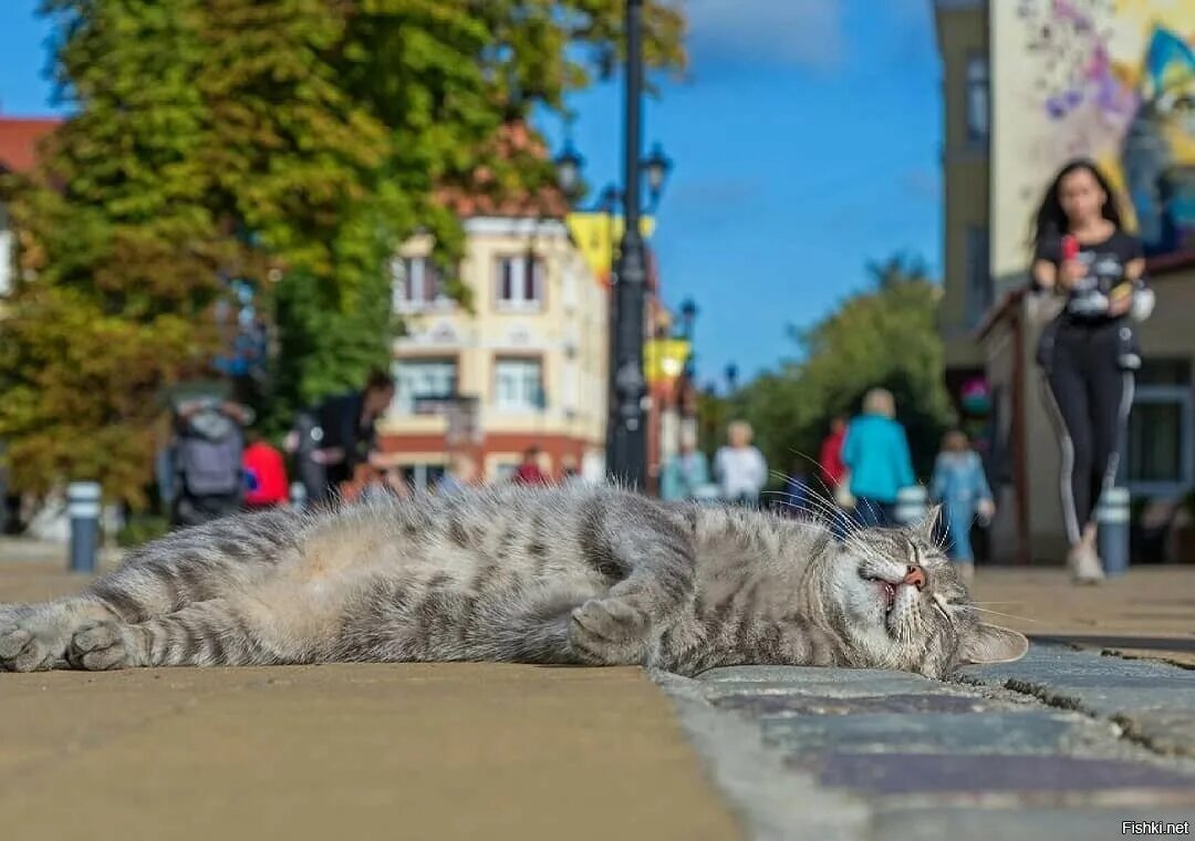 Зеленоградск достопримечательности кошки. Зеленоградск котики. Зеленоград коты. Курортный проспект город кошек Зеленоградск. День зеленоградского кота