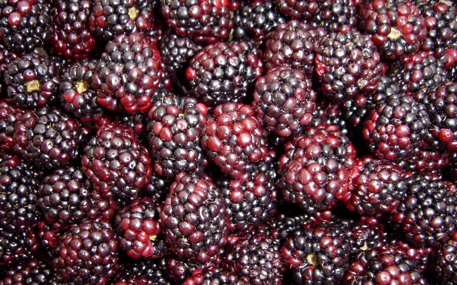 Фрукт черного цвета. Ежевика ягода. Бордовые ягоды. Много ягод. Черный фрукт.