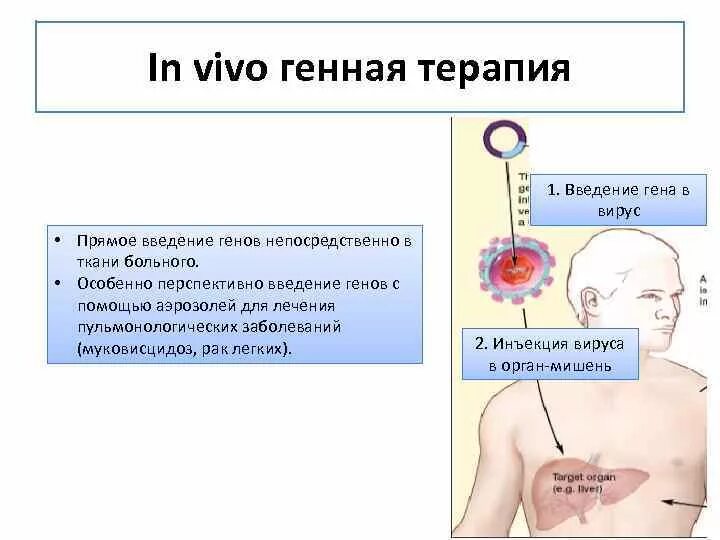 Генная терапия in vivo ex vivo. Схема проведения генной терапии. Генную терапию ex vivo схема. Схемы генной терапии in vivo и ex vivo. Исследования in vivo