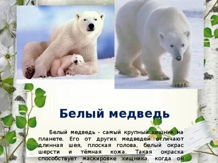 Белые медведи текст
