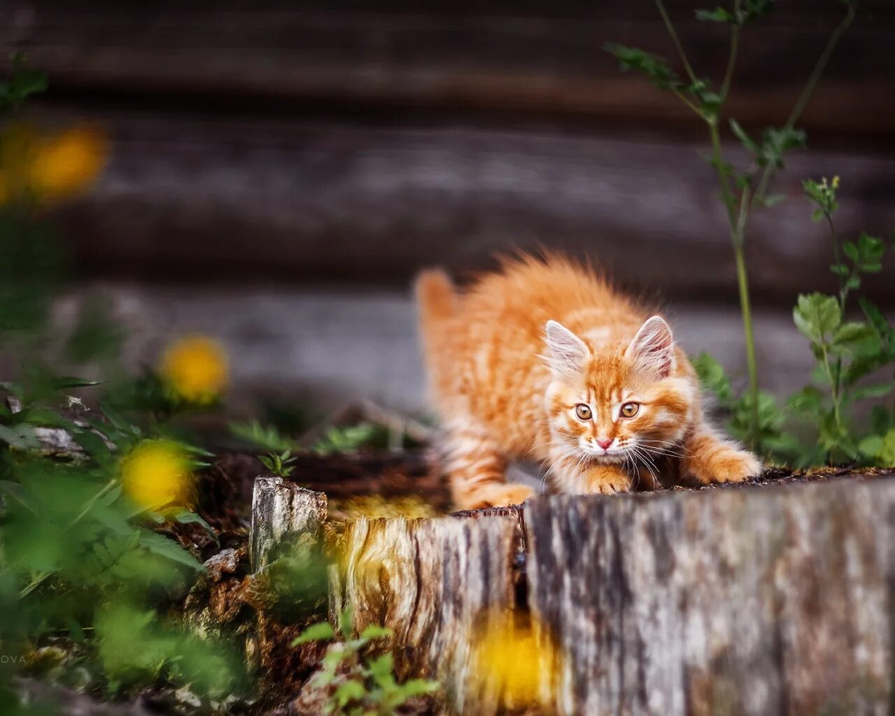 Котенок прыгает. Прикольный рыжий кот. Котенок бросается. Коты дерутся. Котенок бросается.