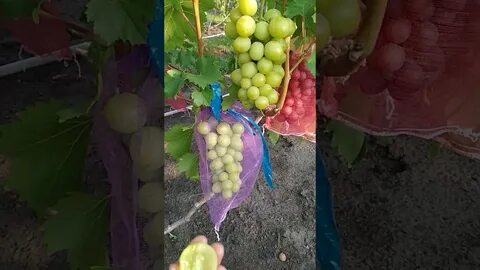 Виноград в воронеже