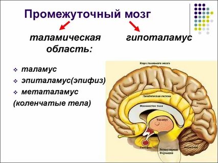 Таламус и гипоталамус находится