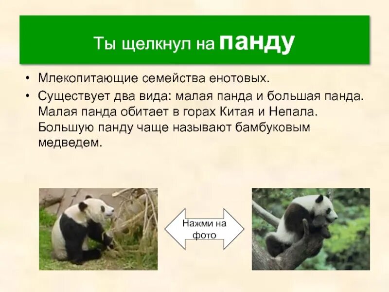 Систематика животного панда. Систематика панды. Систематика панды большой. Систематика панды. Муравей панда.