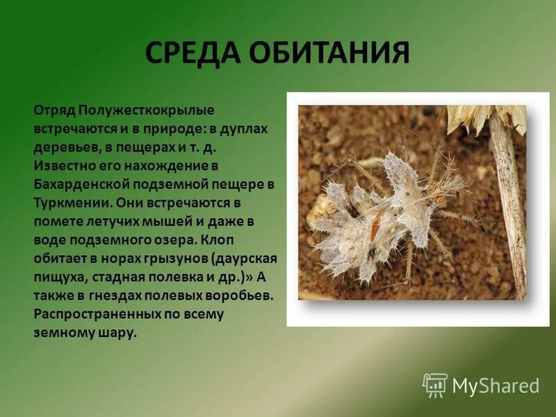 Отряд полужесткокрылыхкрылых. Как выглядят места обитания клопов. Полужесткокрылые особенности строения. Значение полужесткокрылых в природе и жизни человека. Древесный клоп щитник.