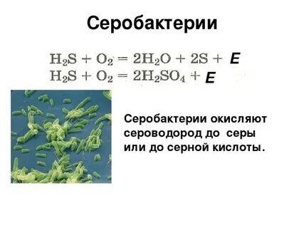 Реакция хемосинтеза