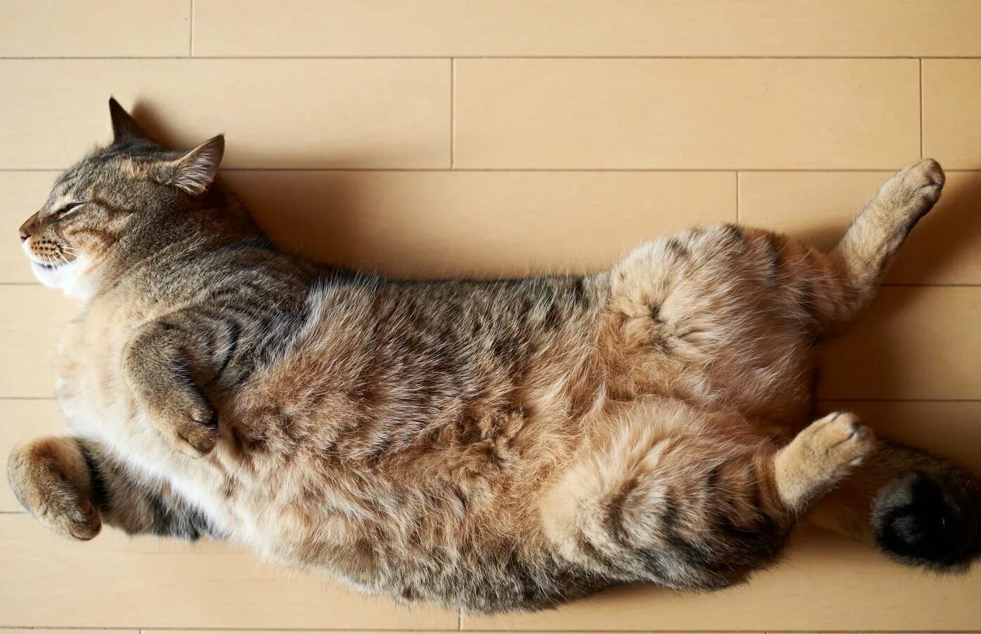 Лежачий кот. Кошка лежит. Кот лежит на спине. Кошка лежит на спине. Почему нравится лежать
