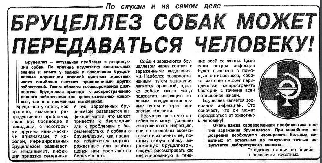 Бруцеллез у собак симптомы. Информационный лист бруцеллез. листовки по бруцеллезу. профилактика бруцеллеза памятка.