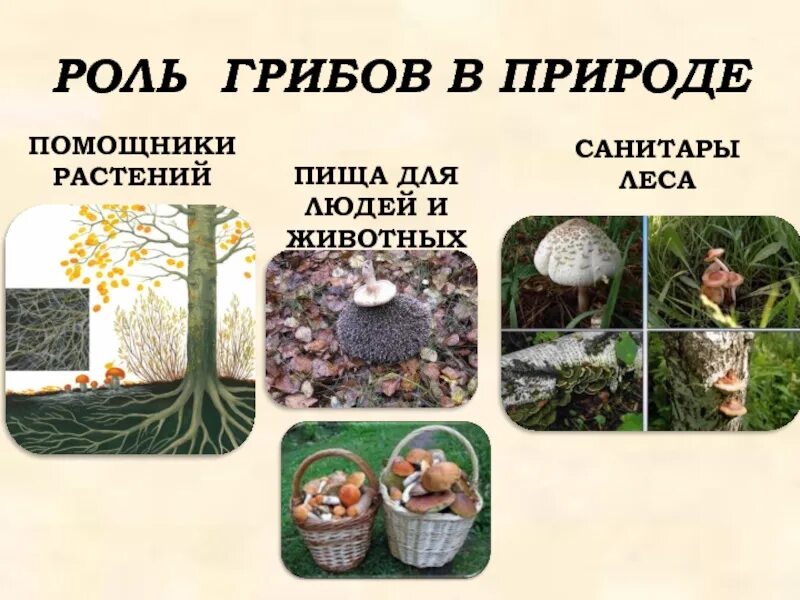 Роль грибов в природе. Грибы роль в природе. Роль грибов для человека. Грибы в жизни человека. Сообщение значение грибов в природе