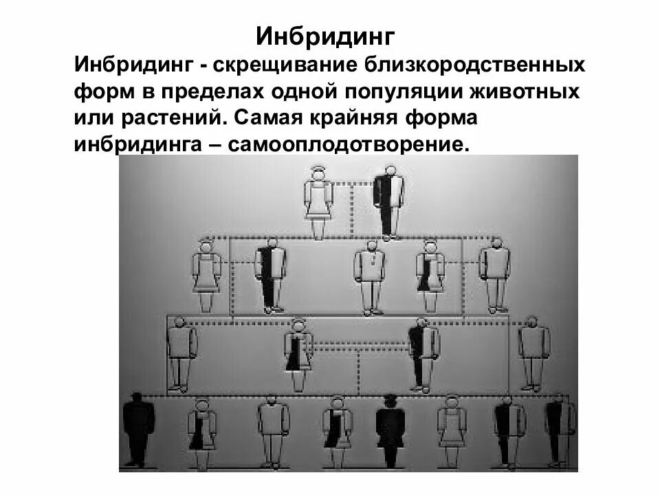 Инбридинг. Инбридинг примеры. Близкородственное скрещивание. Инбридинг у людей. Получение чистых линий инбридингом