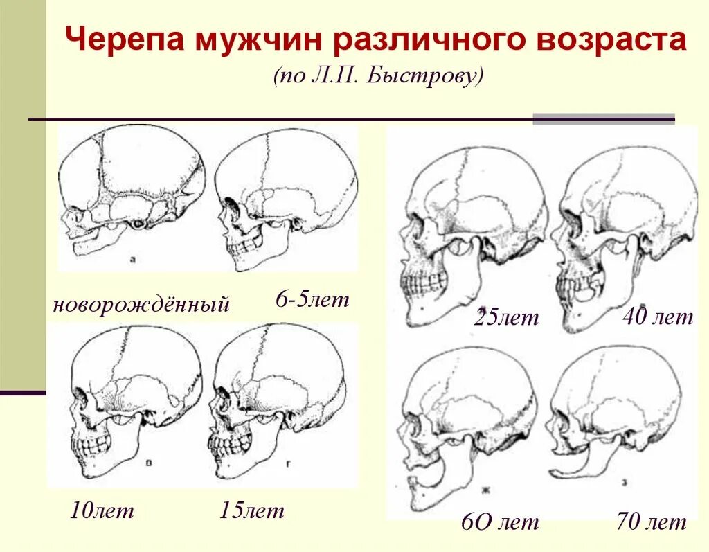 Варианты формы черепа. Форма черепа. Изменение черепа с возрастом. Формы черепа человека. Возрастные изменения черепа человека.
