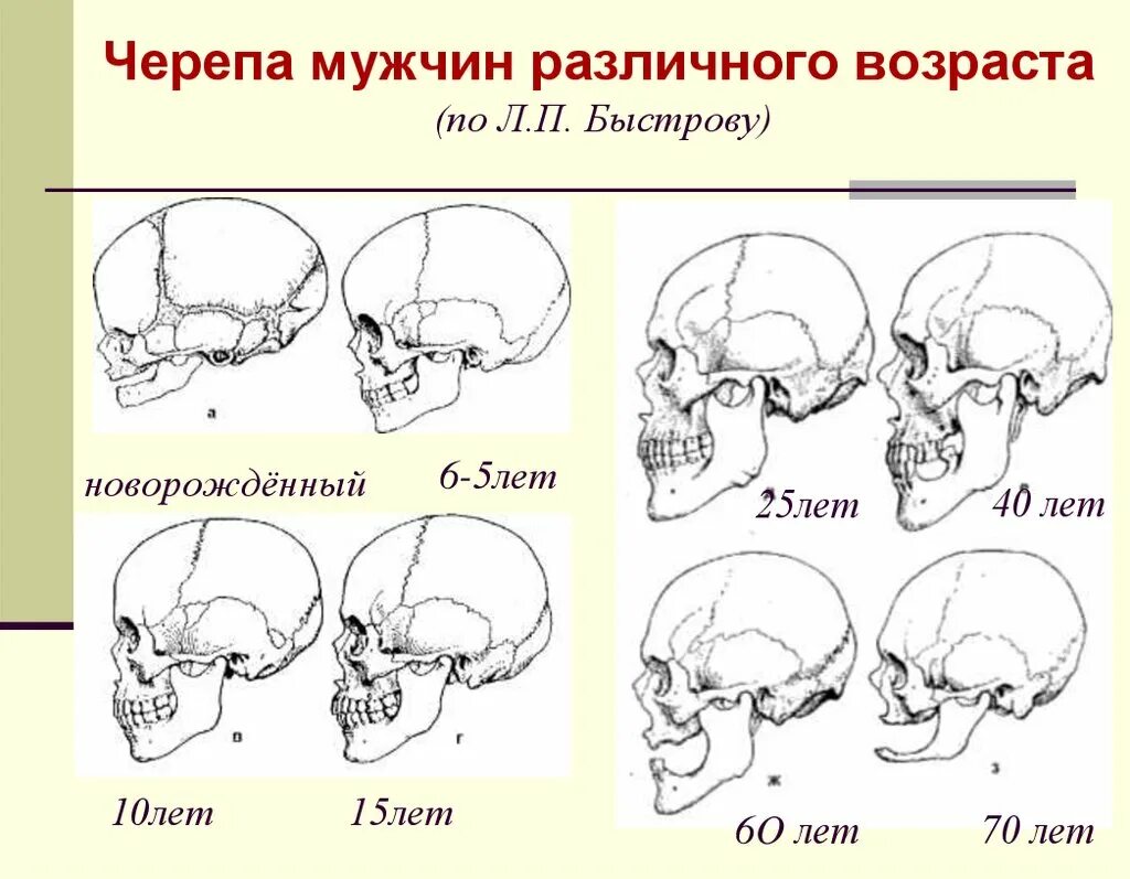 Какие формы черепа бывают. Форма черепа. изменение черепа с возрастом. возрастные изменения черепа человека. формы черепа человека.