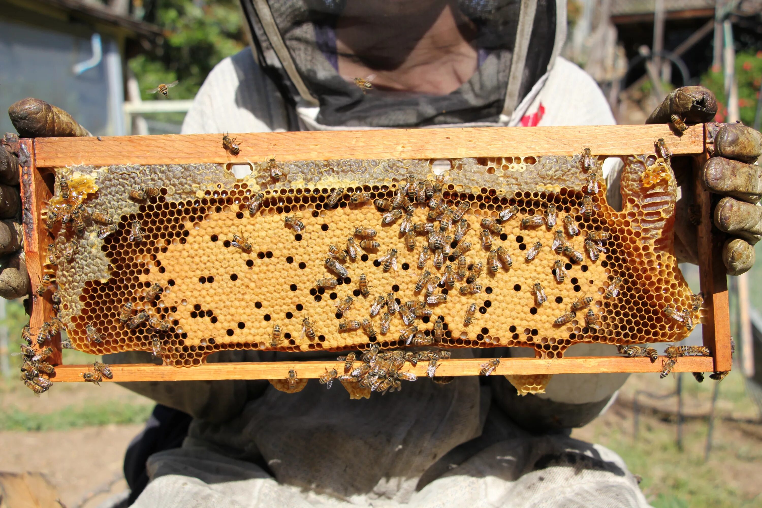 Купить пчелиные рамки. Пчелиная рамка. Пчелиная вощина. Вощина для пчел. Рамки с расплодом в улье.