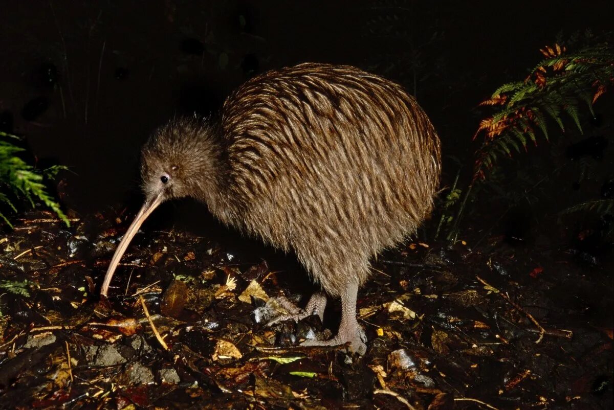 Почему киви называется киви. Птица киви в новой зеландии. apteryx australis. птица киви в австралии. северный бурый киви.