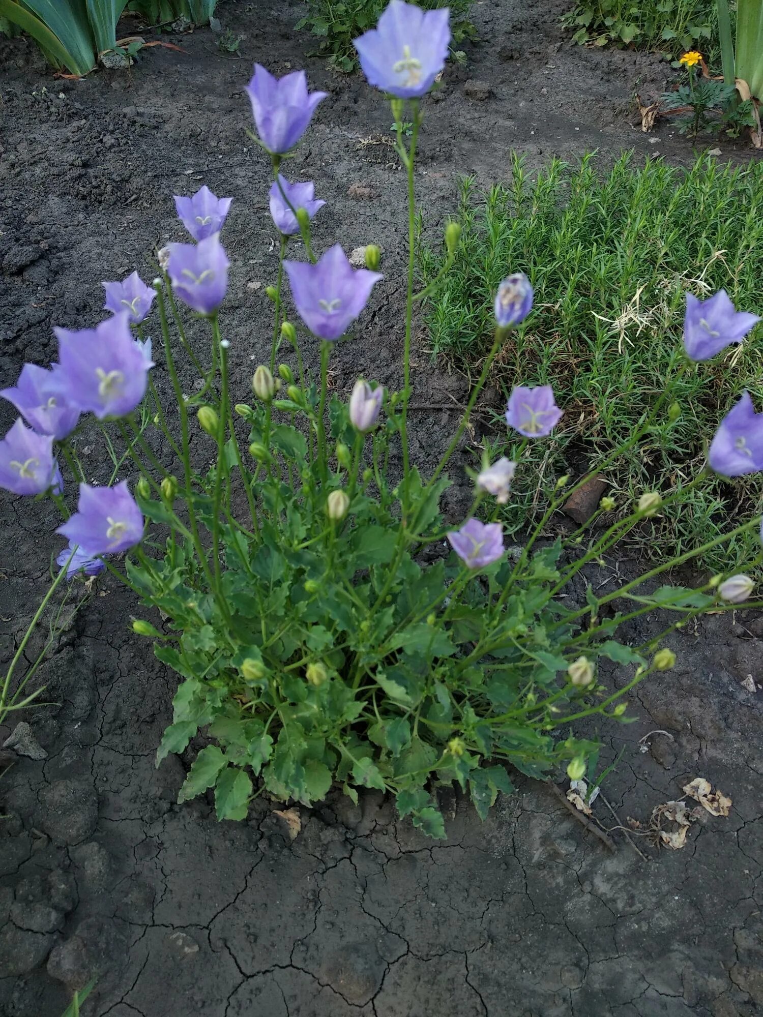 Campanula Carpatica: Grow, Care, and Propagate for Carpathian Bellflower Plants 
