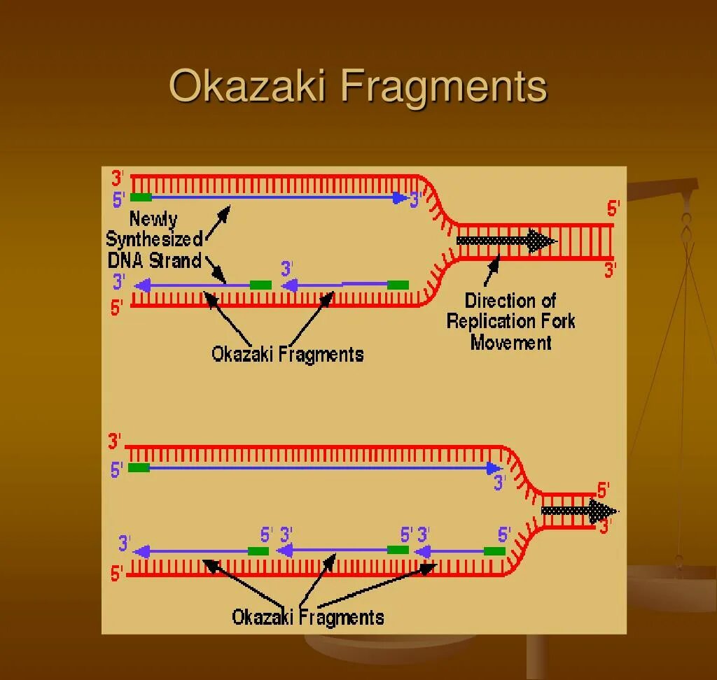 Фрагмент ис это. Okazaki fragments. Фрагмент Оказаки это фрагмент ДНК. Сшивает ФРАГМЕНТЫ Оказаки. Растущий фрагмент Оказаки.
