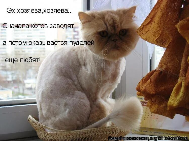 Вонючие котлеты. Да моя хозяйка. Да моя хозяйка. Кот с прической. Кот думает.