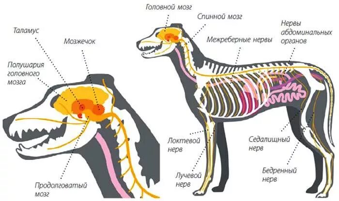 Мозг собаки отделы. Центральная нервная система собаки. Строение нервной системы млекопитающих. Спинной мозг собаки анатомия. Спинной мозг собаки схема.