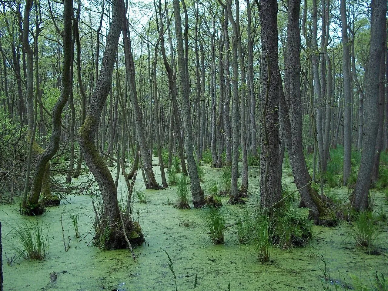 Болотистое дерево. Лупишкинское болото. Звягинские болота. Everglades болота. Деревья на болотах.
