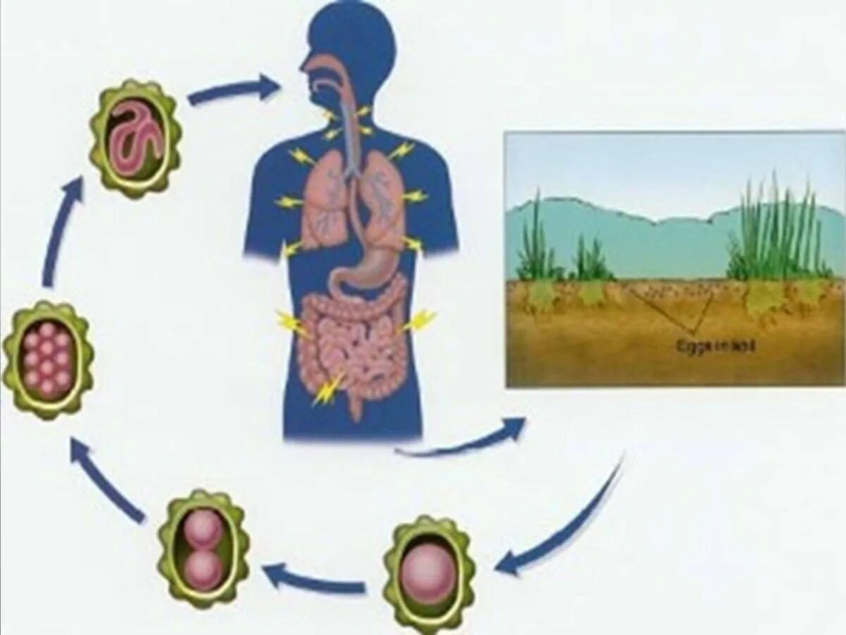 Геогельминтозы (аскаридоз). Геогельминтозы (аскаридоз). Схема заражения аскаридозом. Аскаридоз пути заражения человека. Заражение аскаридозом происходит через.