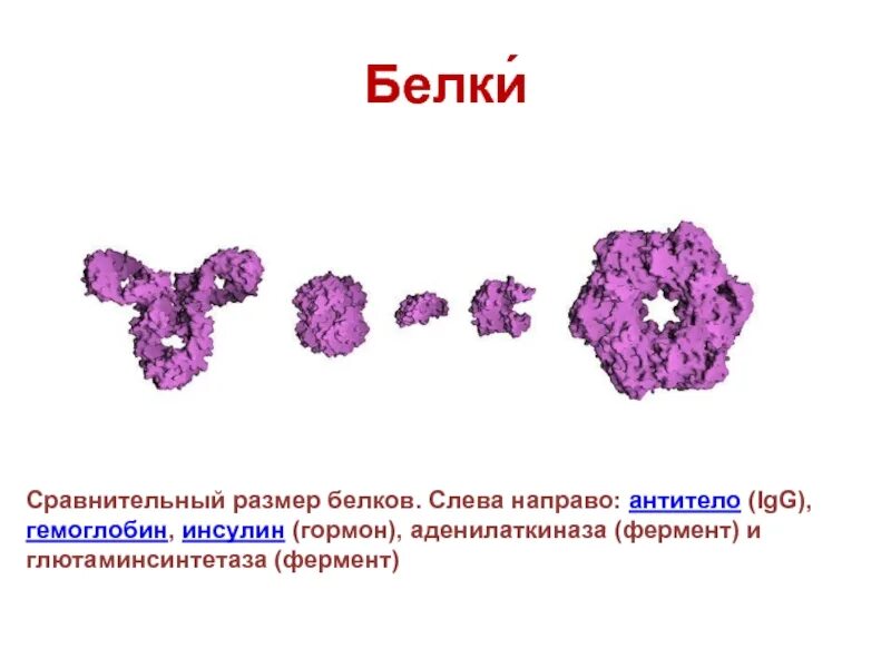 Размеры белковых молекул. Диаметр молекулы белка. Размер молекулы белка. Размеры белковых молекул. Характеристика структур белковых молекул.