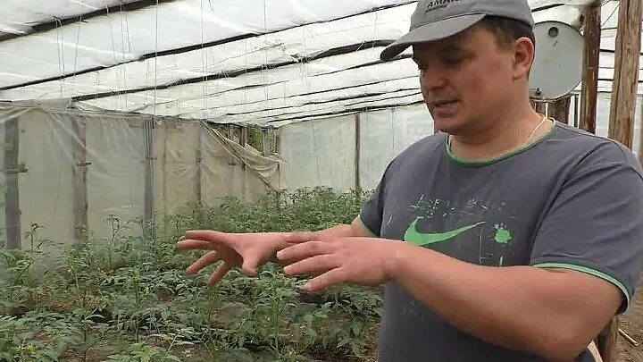 Как развести кальция хлорид для опрыскивания томатов. Хлорид кальция для томатов от вершинной гнили. хлорид кальция для томатов. хлористый кальций для томатов. кальция хлорид для помидор.