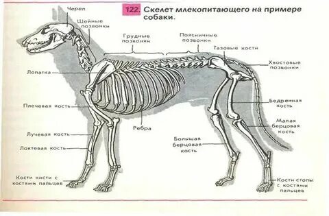 Значение опорно двигательной системы млекопитающих