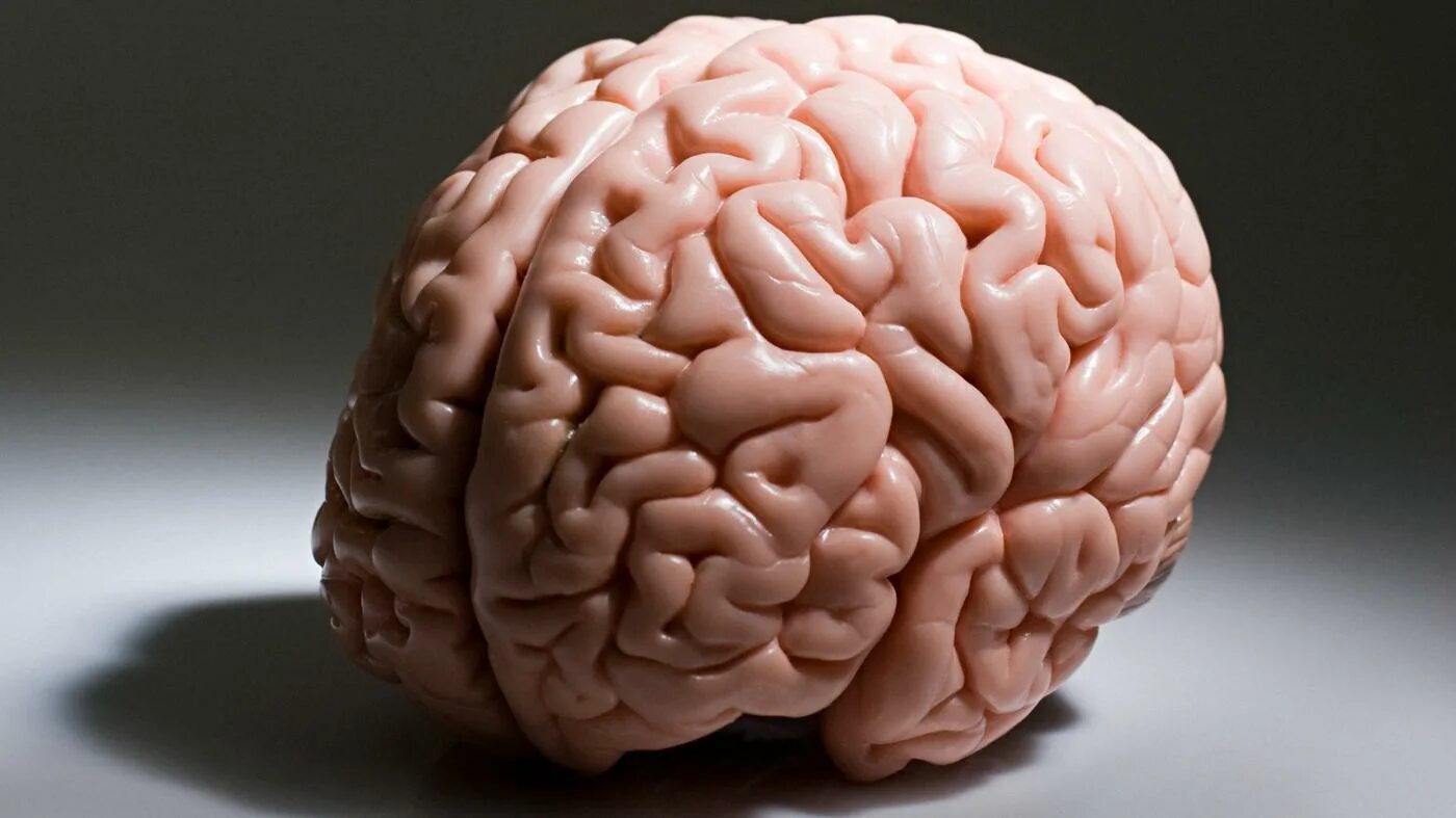 Мозги е. Макет мозга человека. Форма человеческого мозга. Новый мозг. Статуэтка в виде мозга.