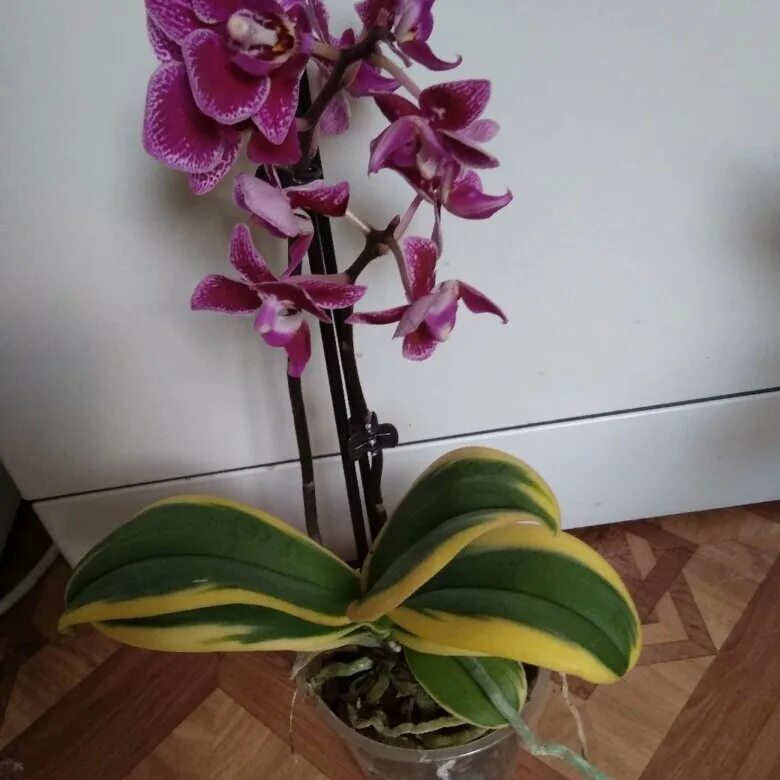 Орхидея купить в туле. Chia e Yenlin Орхидея фаленопсис. Орхидея Sogo Yenlin. Орхидея chia e Yenlin variegata. Лиодоро Орхидея.
