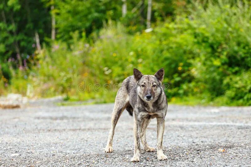 Что делать если встретил собаку. Поведение при нападении собаки. Безопасность при встрече с собакой. Памятка правила поведения при встрече с собакой. Как защититься от нападения собак.