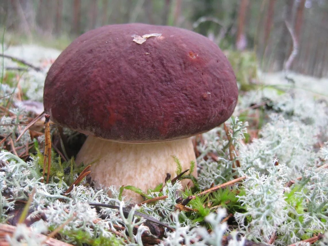 Гриб боровик. Белый боровик. Boletus edulis – белый гриб. Грибница боровика. Боровой белый гриб.