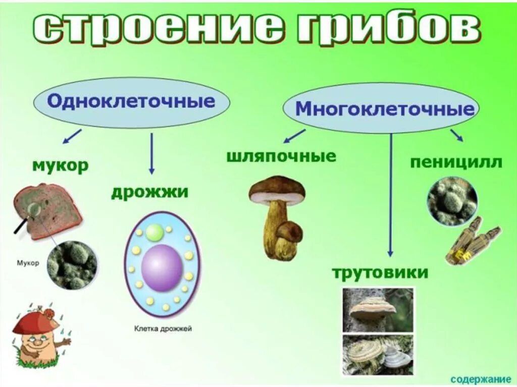 Урок биологии грибы