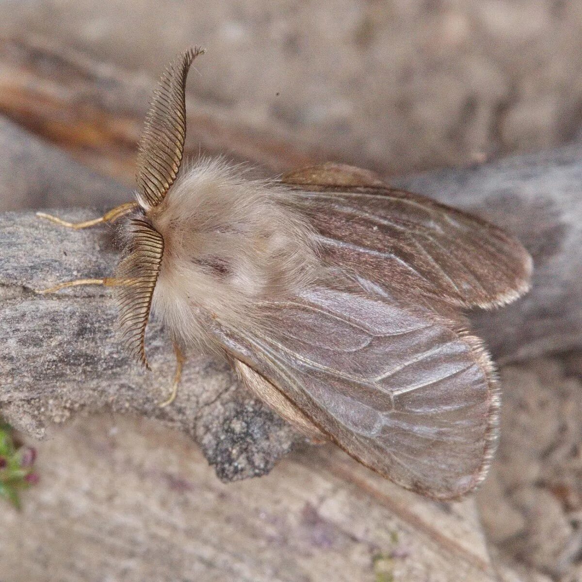 мотылек предок. мотылек предка. скайрим мотыльки предка. мотылек предок. сатурния луна.