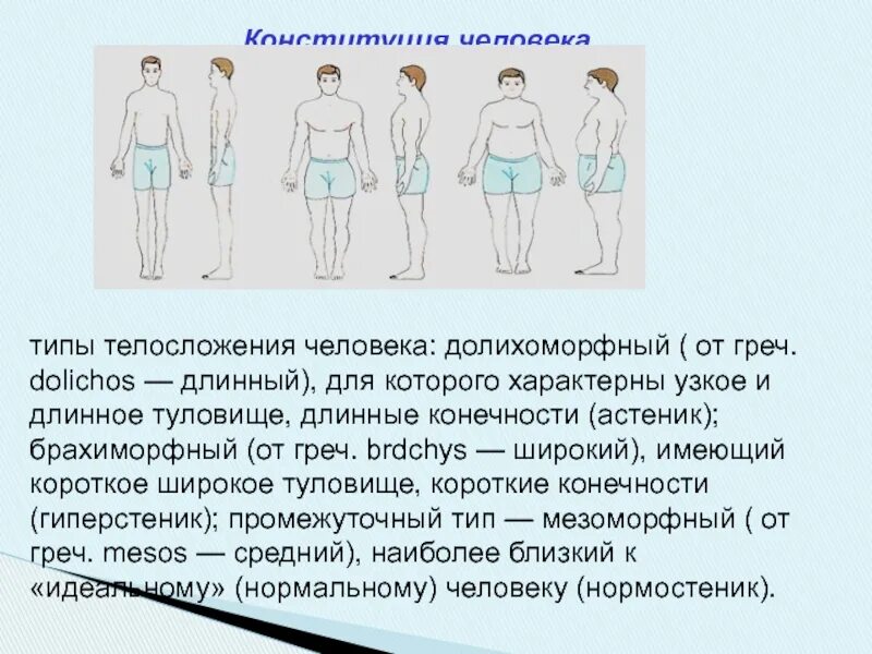 Тип телосложения а. Типы фигур человека. типы конституции человека. долихоморфный тип телосложения. типы телосложения человека брахиморфный.
