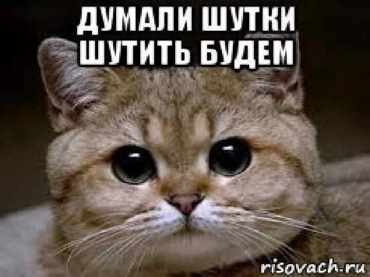 Шутки шутить. Слышь пидрила. рыжий кот пидрила. а ты думал я шутки шучу. шутки шучу педрила ебаная.