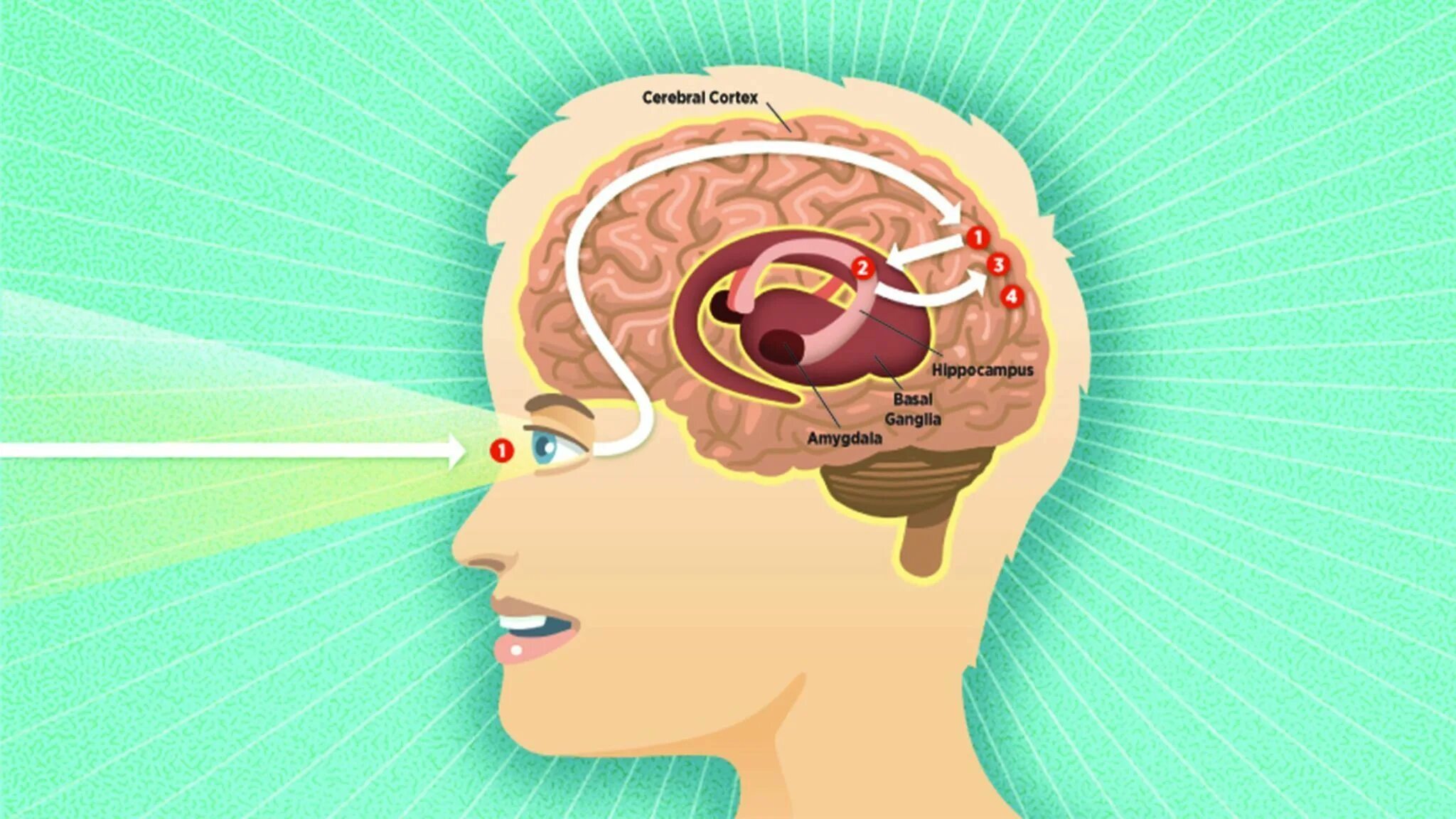 Мозг принимает сигналы. Мозг и память человека. Мозг картинка.
