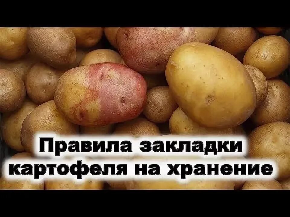 При какой температуре хранится картофель на балконе. Семенной картофель в хранилище. закладка картофеля это. перуанский картофель. линия закладки картофеля в хранилище.