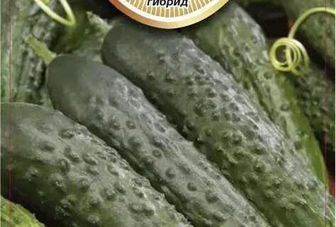 Огурец бастион