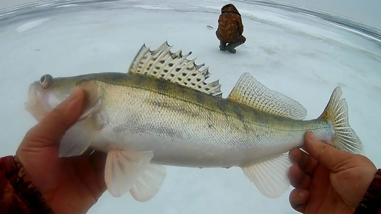 Судак на реках зимой. Судак на реках зимой. Зимние ратлины на судака. Судак на тюльку. Судак на реках зимой.