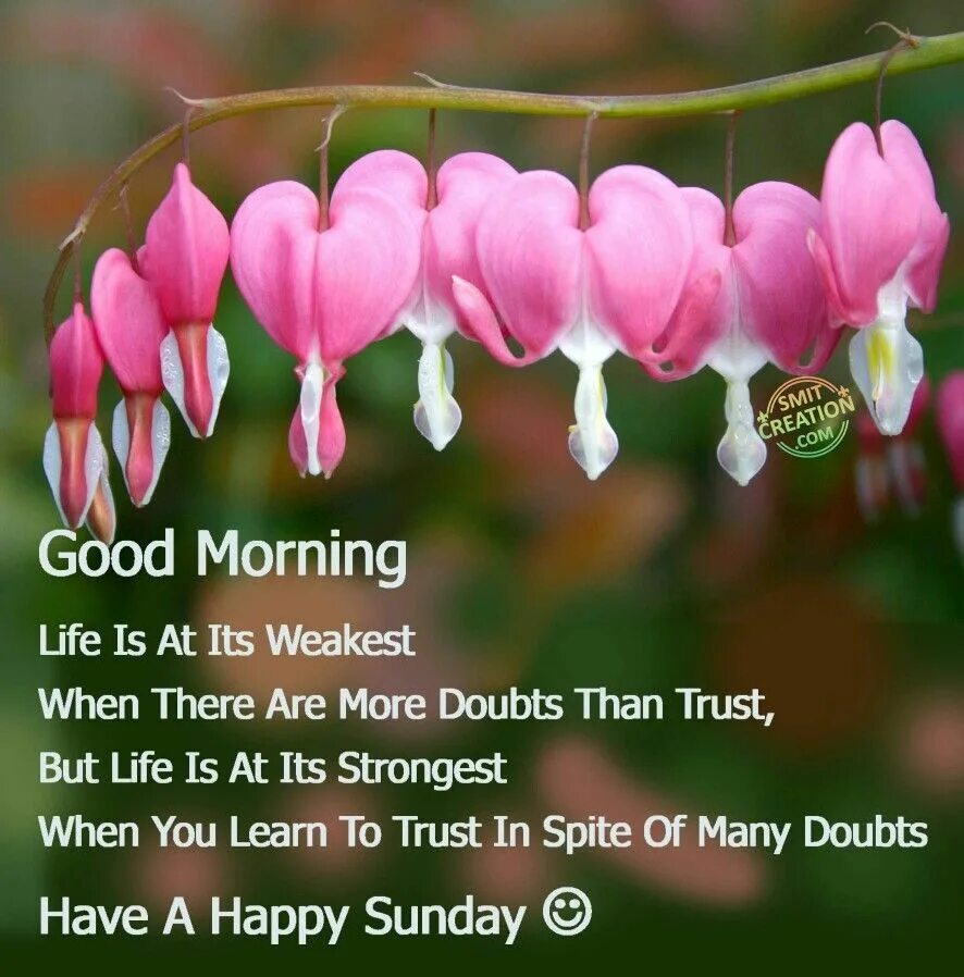 Is it morning there. Good morning happy sunday. доброе утро воскресенье на английском языке. good morning sunday картинки. good morning воскресенье.
