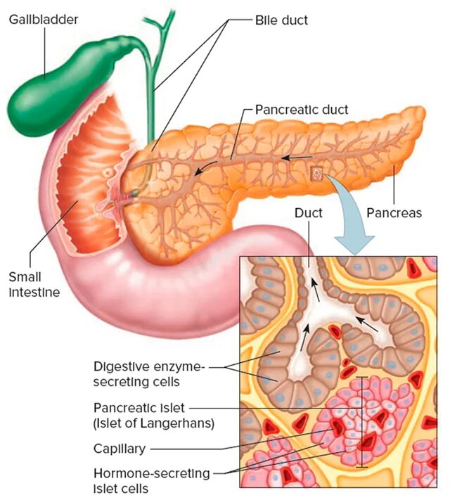 Панкреатит какой бок. Дольчатое строение поджелудочной железы. Поджелудочная железа pancreas. Поджелудочная железа анатомия человека. Поджелудочная железа Неттер.