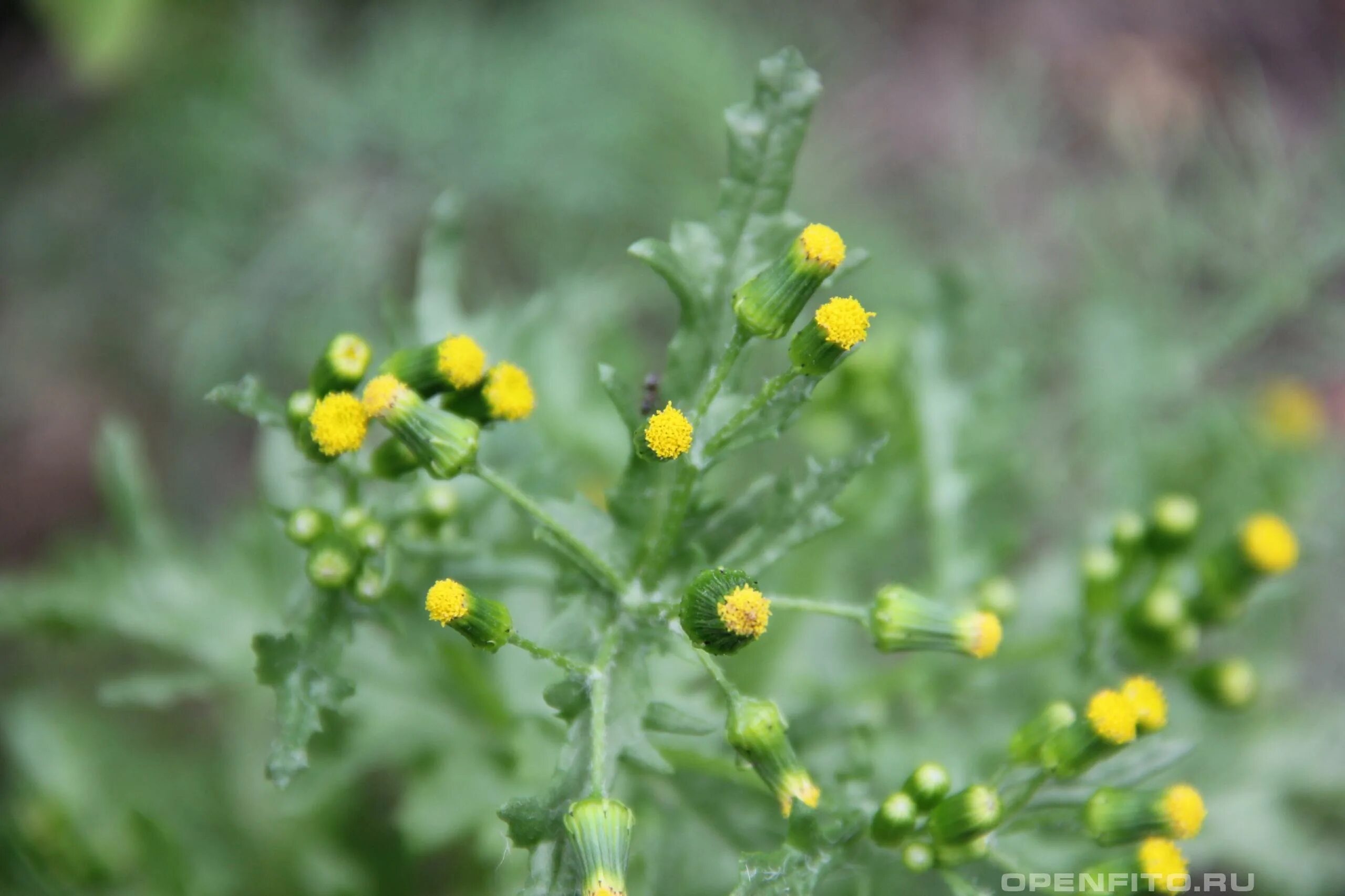 Крестовник (Senecio vulgaris). Крестовник обыкновенный (Senecio vulgaris l.). Гнездовник обыкновенный.