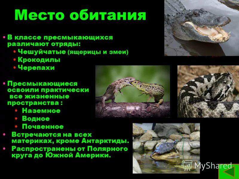 Характеристика отряда чешуйчатые. Отряды: чешуйчатые, черепахи, крокодилы. Чешуйчатые пресмыкающиеся биология 7 класс. Класс пресмыкающиеся или рептилии отряд чешуйчатые. Таблица по биологии 7 класс класс пресмыкающиеся.