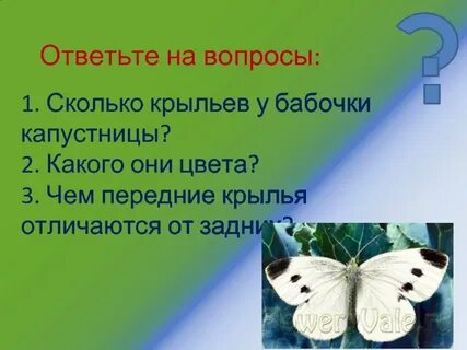 Сколько живут бабочки капустницы