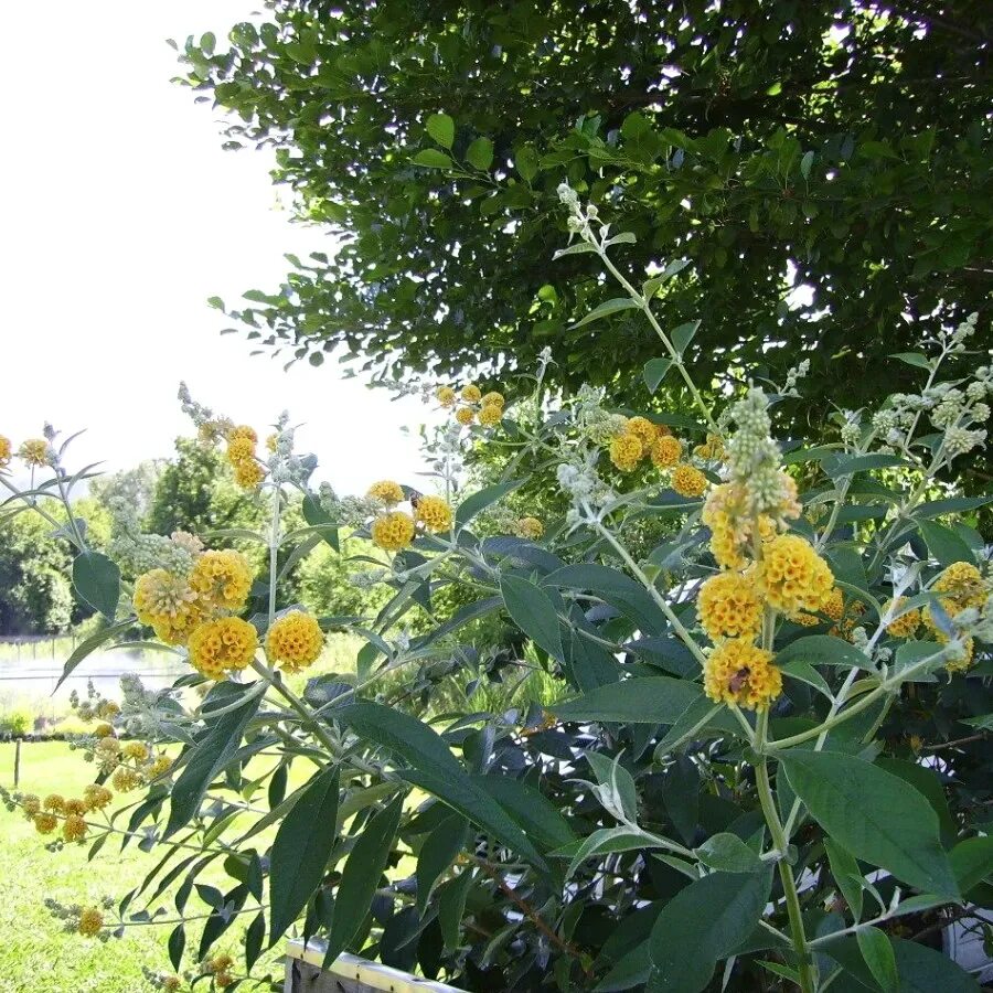 Буддлея желтая фото и описание World Plants