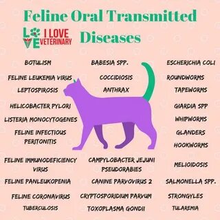 Felines перевод