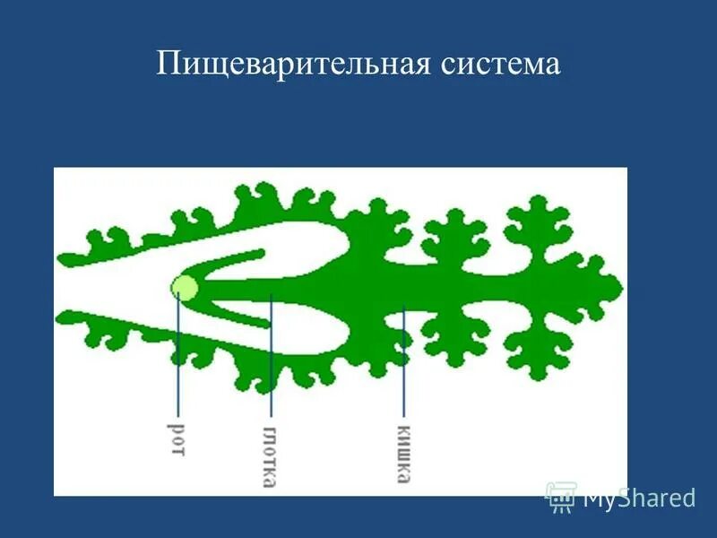 нервная система плоских червей таблица. двусторонней симметрией обладает планария амеба медуза. белая планария относится к классу. двусторонняя симметрия планарии. первичная полость тела у планарии.