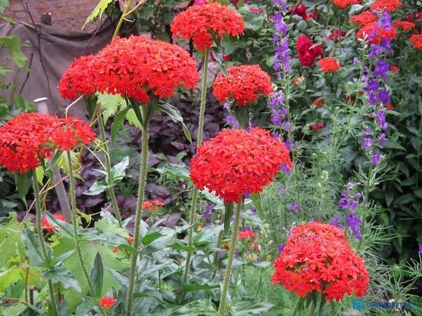 Sedum spectabile Autumn fire x 3 buy online order now Sedum garden, Sedum plant,